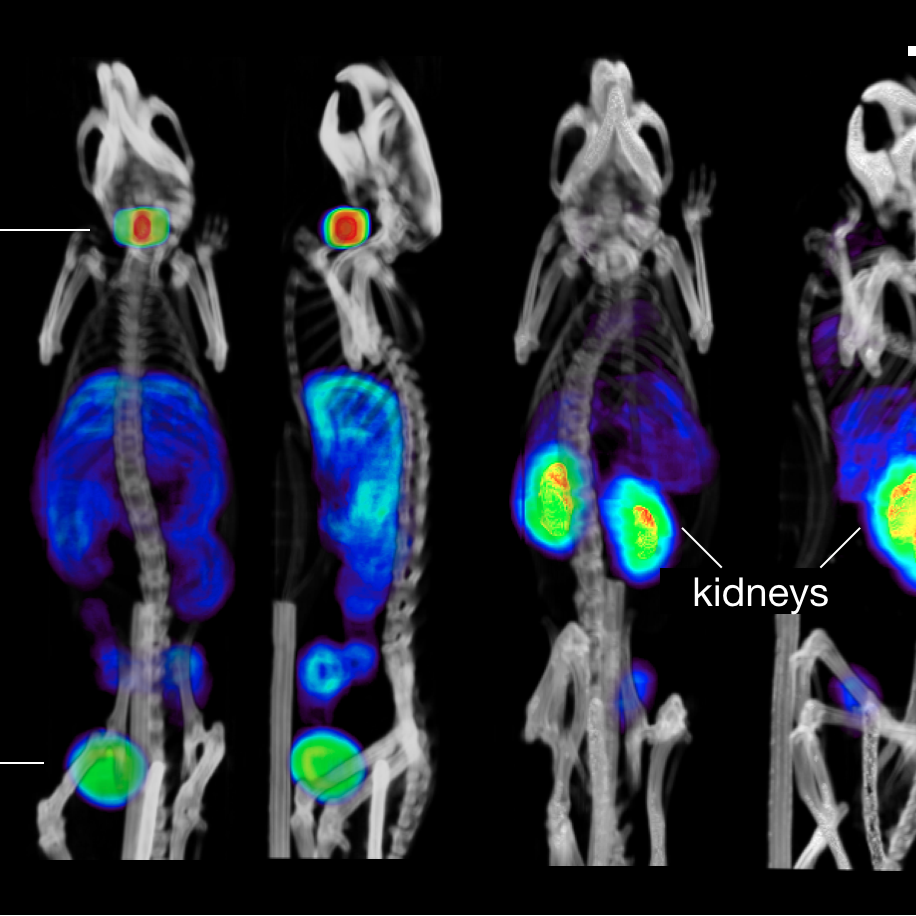 Imaging Portfolio – invivoimaging.ca