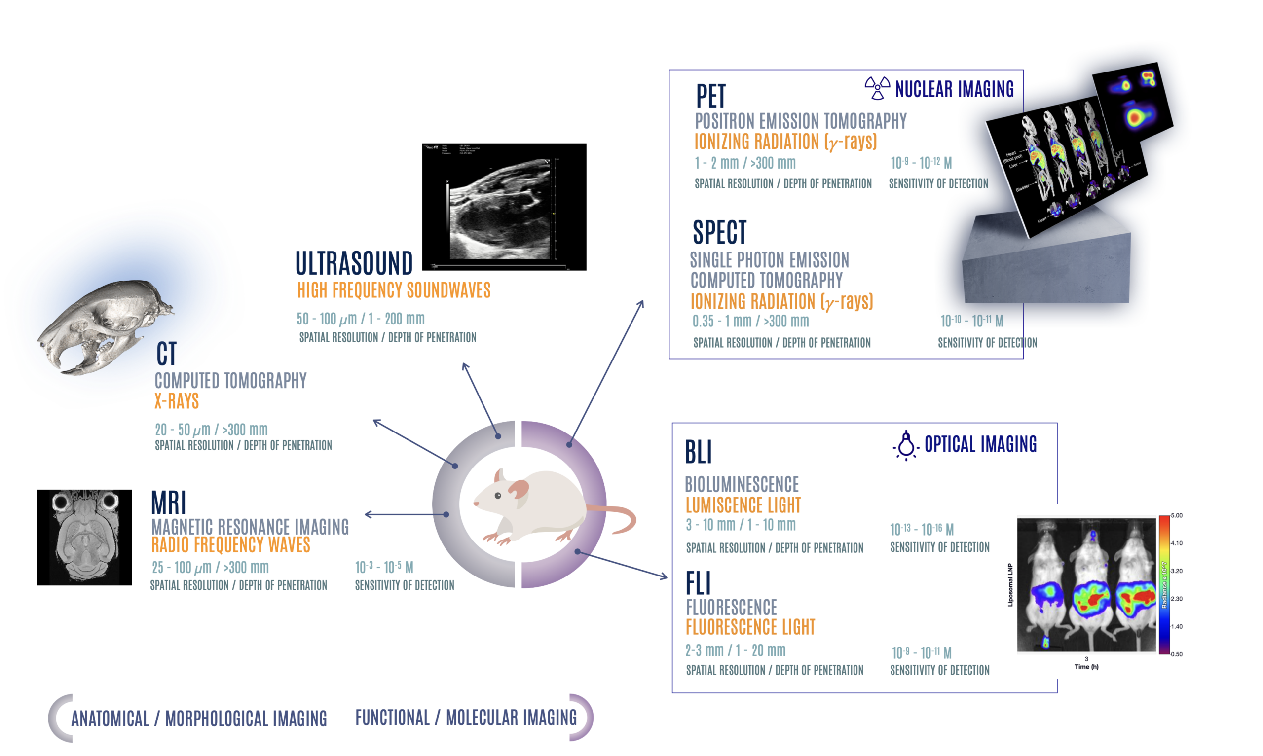 The Preclinical Imaging Landscape — overview and comparison of major preclinical imaging modalities