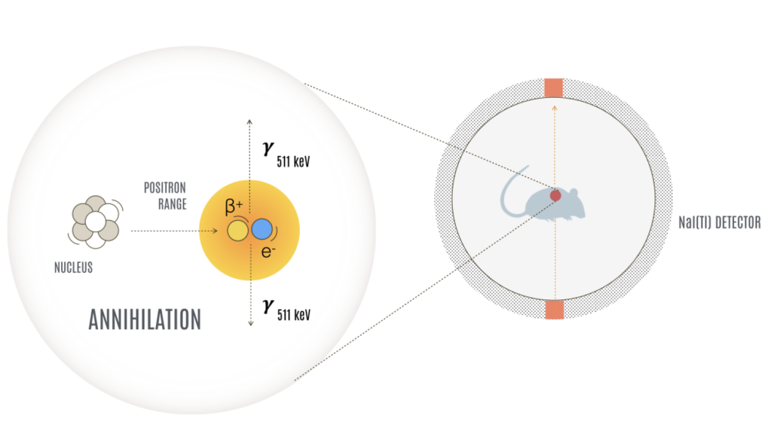 PET — positron annihilation produces two 511 keV photons emitted in opposite directions