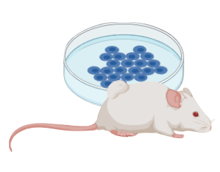 In vivo models for oncology research