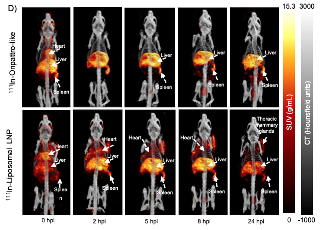 In vivo biodistribution imaging of lipid nanoparticles from the Cullis-lab mRNA-delivery study.